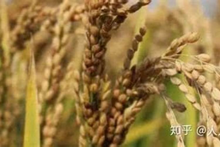 种植小麦想要高产丰收,使用水肥都有哪些技巧？