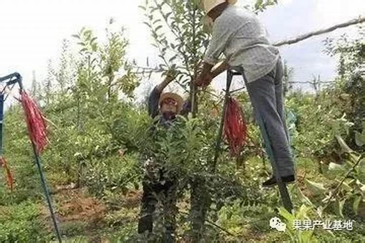 大蒜怎么施肥施什么肥好