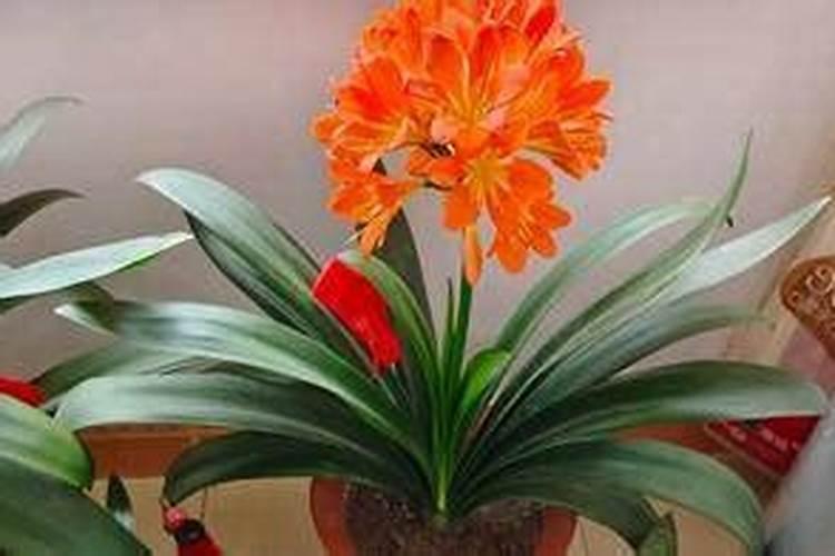 下雨天可以施肥吗 下雨天可以给农作物施肥吗