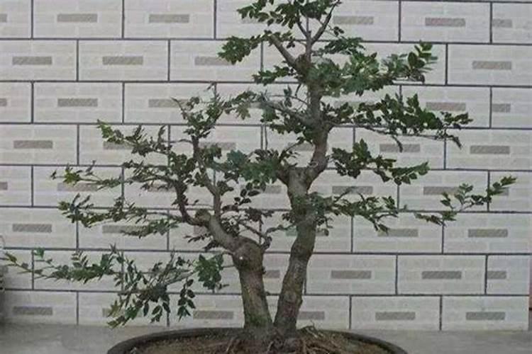 下雨天可不可以追肥