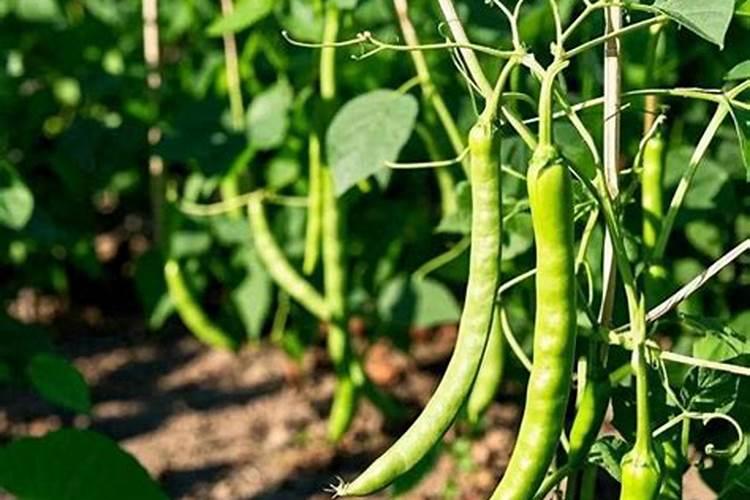 中量元素水溶肥使用方法