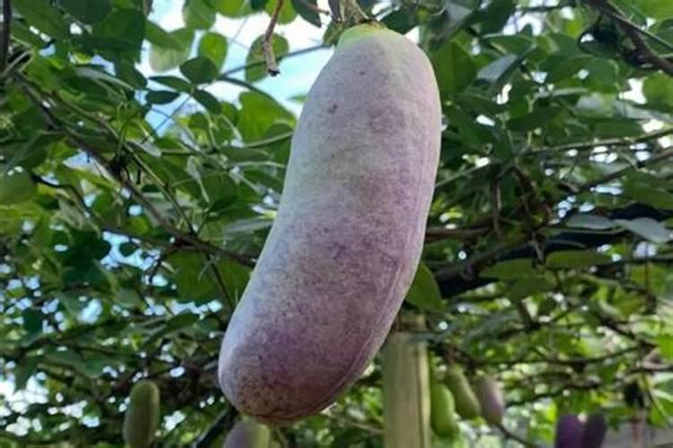 种小麦用什么肥料好