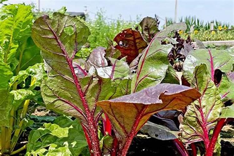 50mg/l的氨氮溶液怎么配制