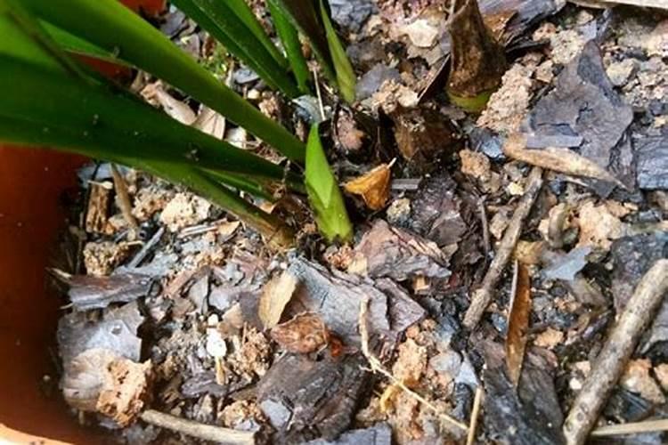 绿宝树怎么施肥