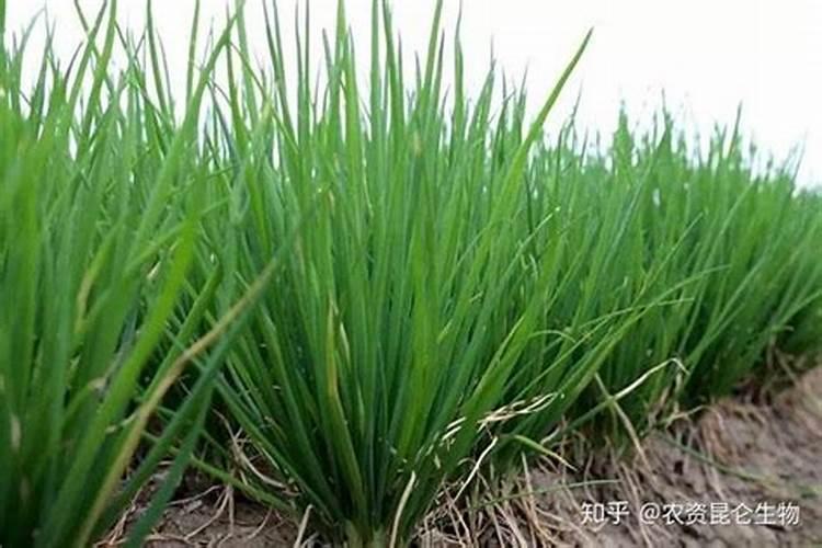 秋红芸豆多少天开花结角？