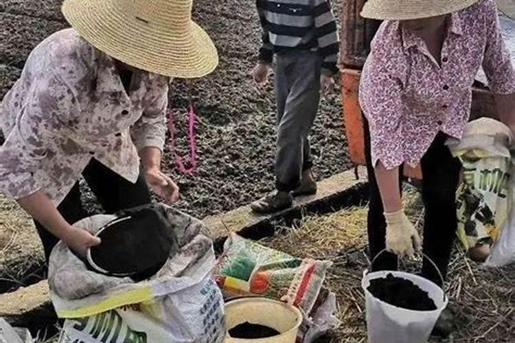 养花可以用有机肥颗粒肥吗(花卉有机肥多久施肥一次)