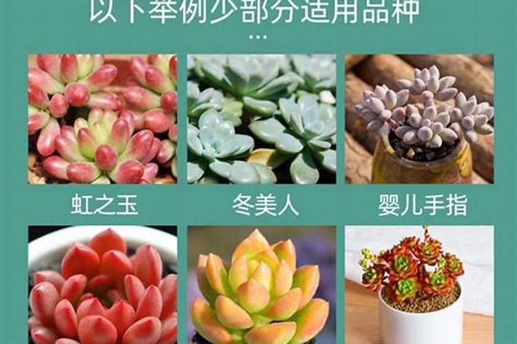 买的有机肥怎么施肥效果好