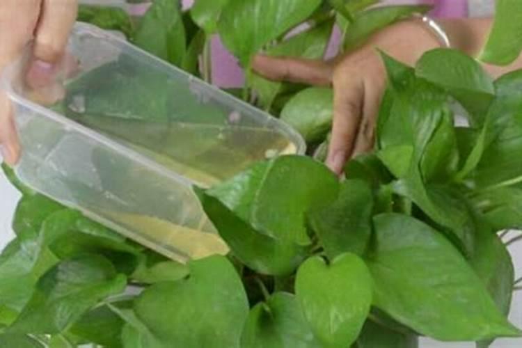 养花有机肥多久用一次 花草养护:有机肥料间隔使用周期是多久？