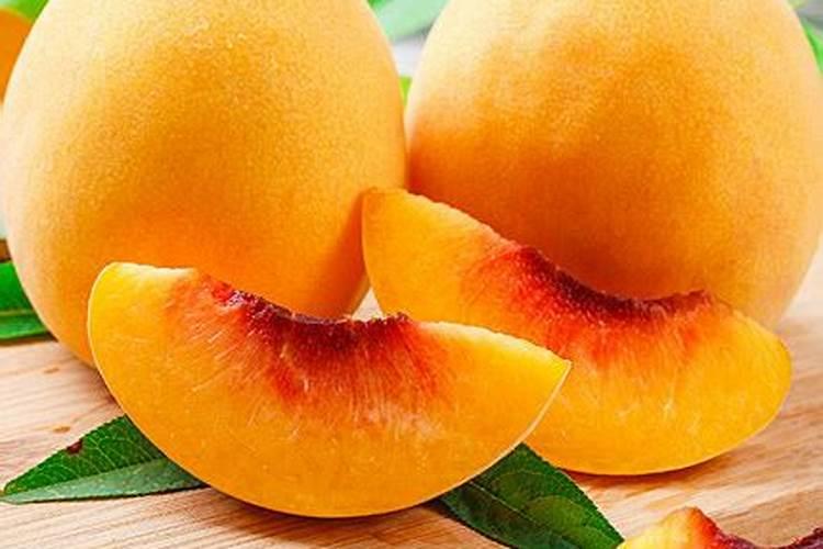 6月份可以移栽月季吗？