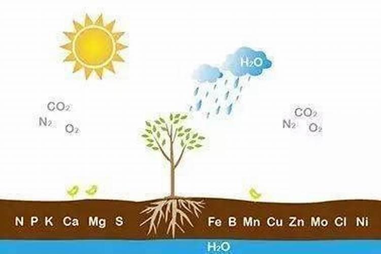 植物生长需要哪些必需元素