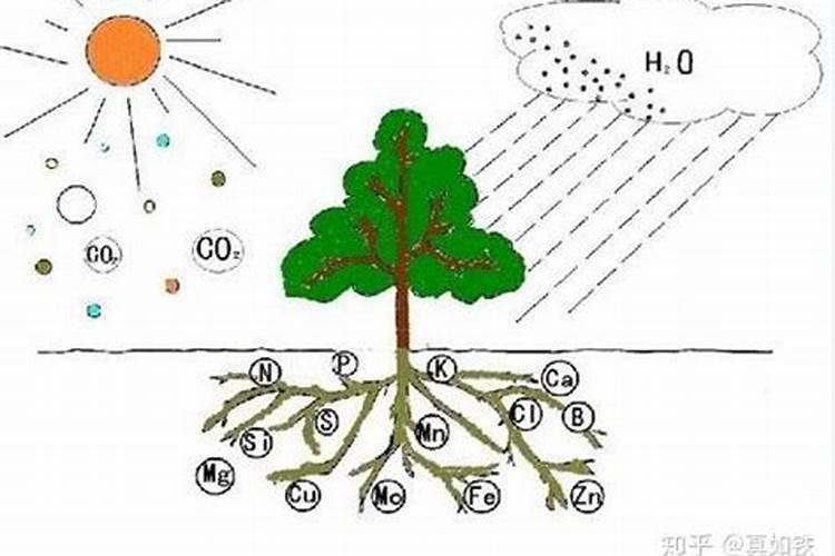 植物生长需要什么营养物质植物生长需要哪些营养元素呢