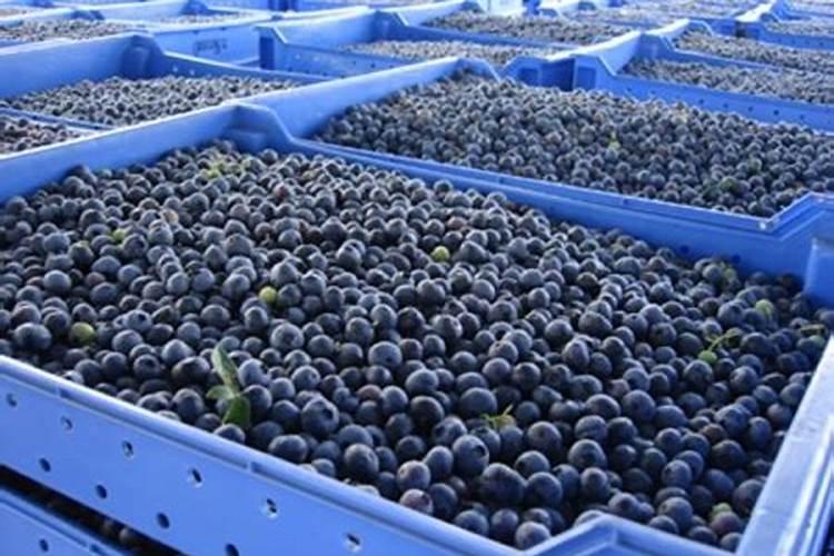 二氢钾肥怎么使用