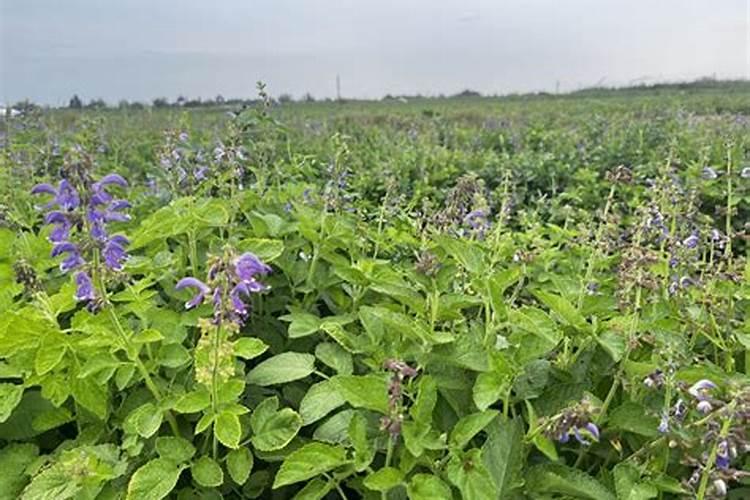 梨树怎么了希望专家解答？谢谢