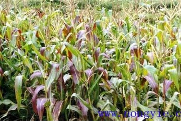 农作物在种植过程中,缺少元素的症状有哪些？