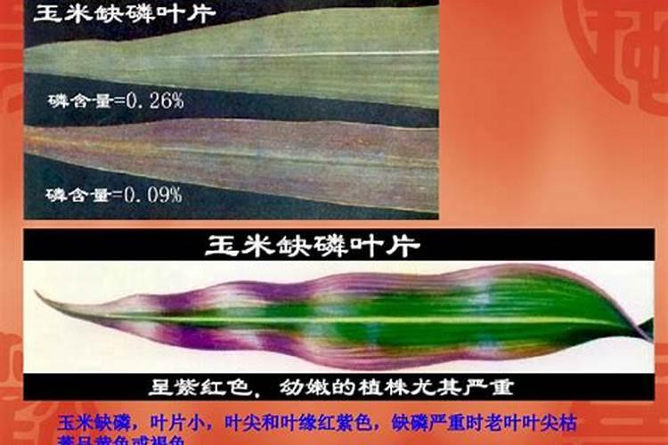 农作物叶子发黄缺什么