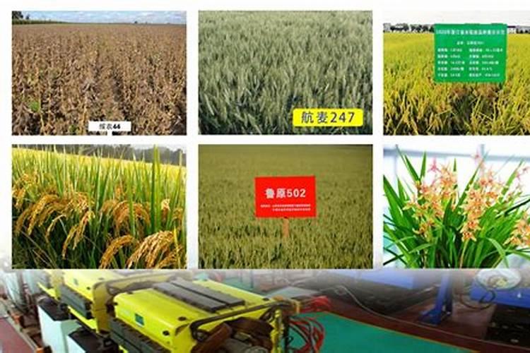 鱼蛋白对农作物的作用