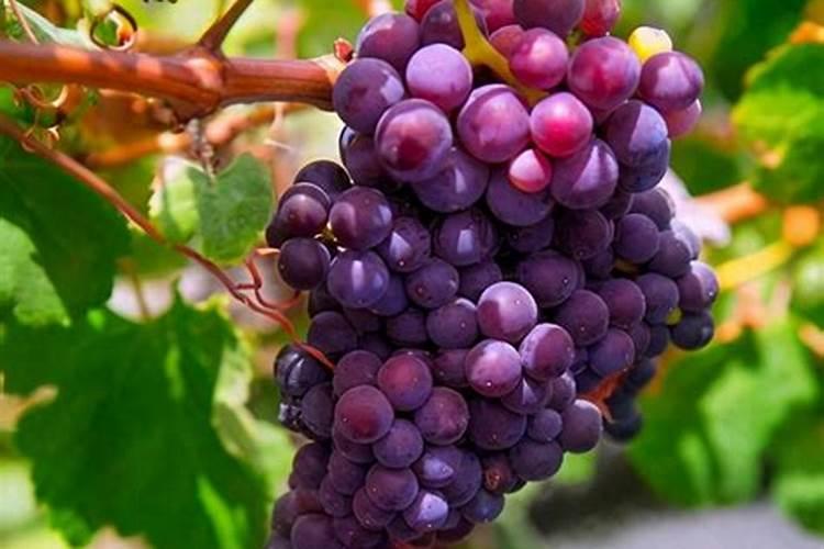 磷酸二氢钾正确施肥方法