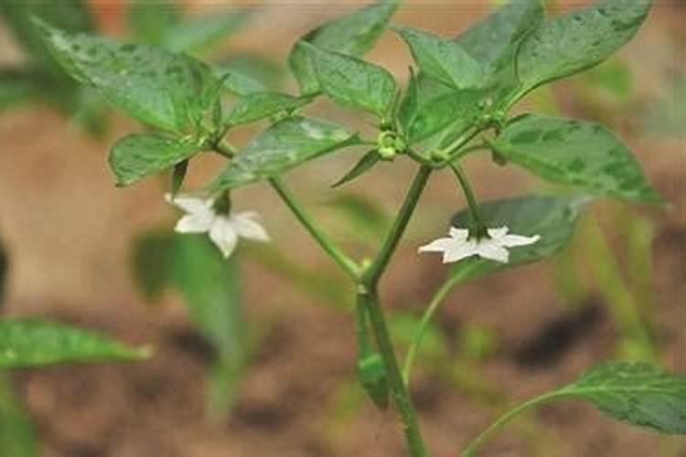 遇水降温的物质有哪些