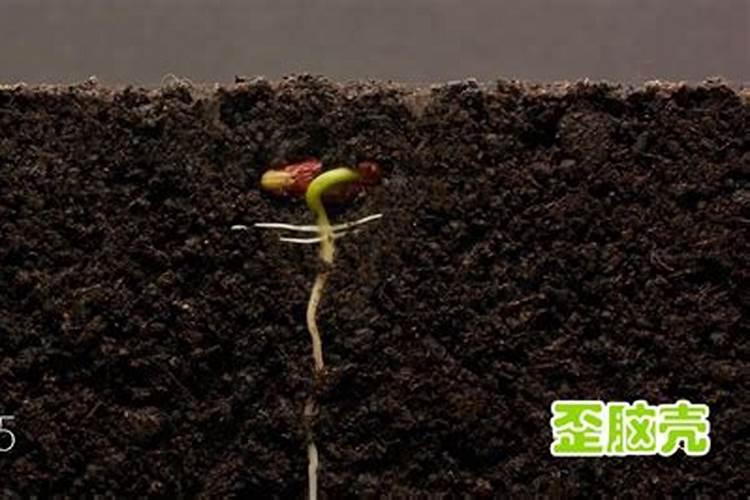 什么是磷肥？磷肥的主要作用有哪些？