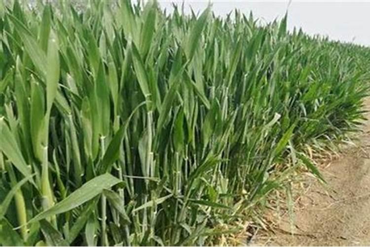 小麦拔节期后喷什么叶面肥？硼肥加上它喷2次,增产很明显