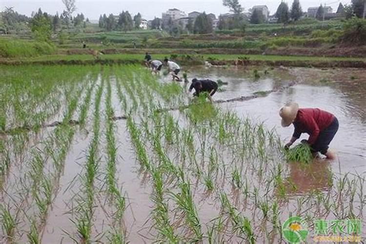 戊唑醇使用方法