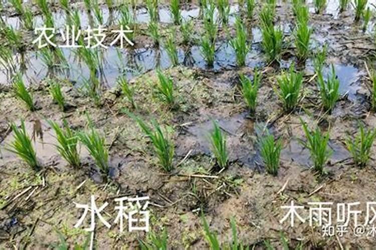 附石菖蒲怎么施肥