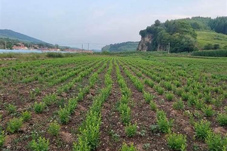 复合肥养分标识中中微量元素含量达到多少才能标注