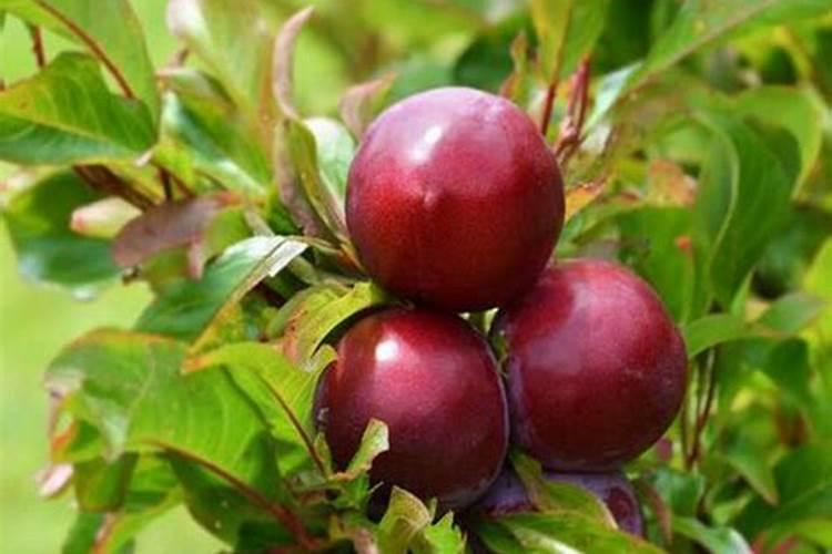 光合菌在农业上有什么作用？