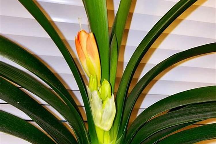 聚谷氨酸和聚天门冬氨酸做为肥料添加剂哪个好