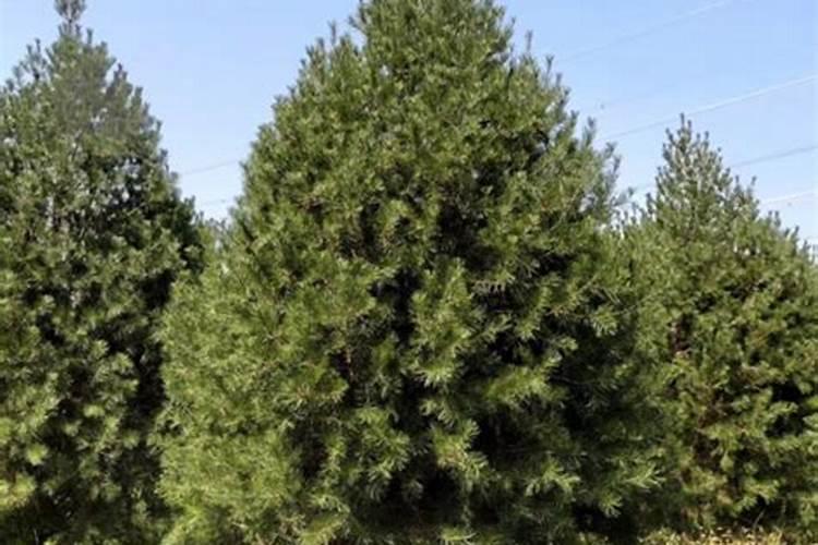 彩叶芋怎么养殖方法