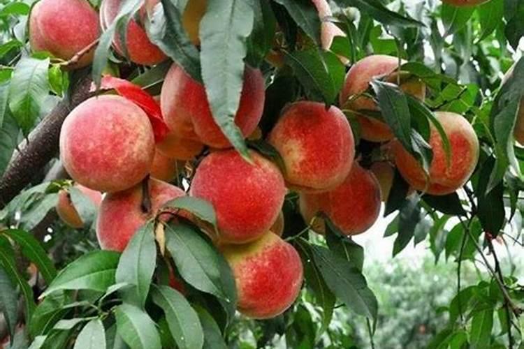 桃子用什么肥料？如何让桃子变得又大又甜？