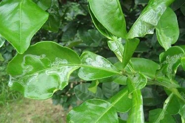 阳光玫瑰葡萄发春日烧怎么防治