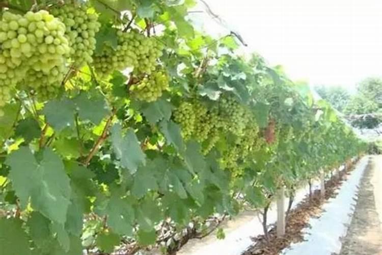 绿色葡萄有斑点怎么回事