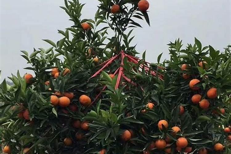 种草莓苗怎么管理