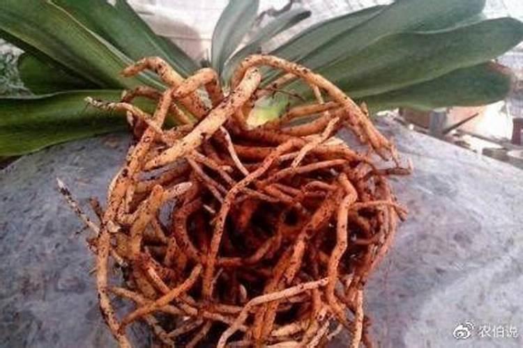 长了一年的柑橘施什么肥比较好？