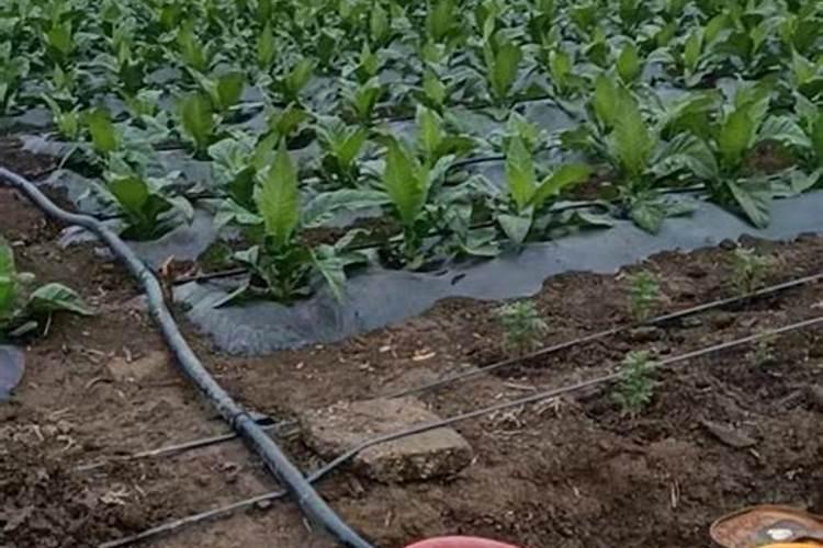 巧用乙烯利促进烟叶成熟,乙烯利在烟草上的应用