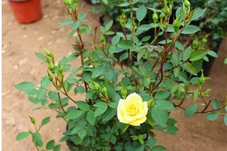 黄瓜如何施肥和浇水