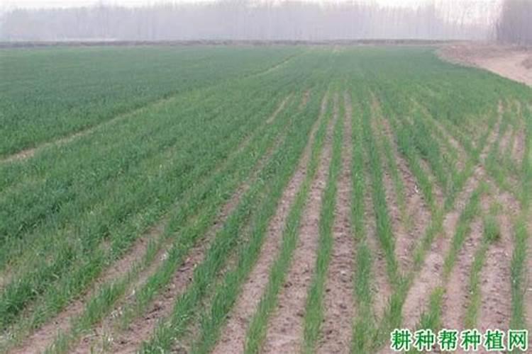 地瓜施肥方法和注意事项 红薯如何施肥应注意哪些