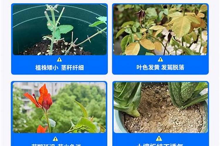 秋季如何把火祭养的更红更鲜艳？