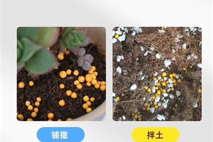 多肉施肥用什么肥料