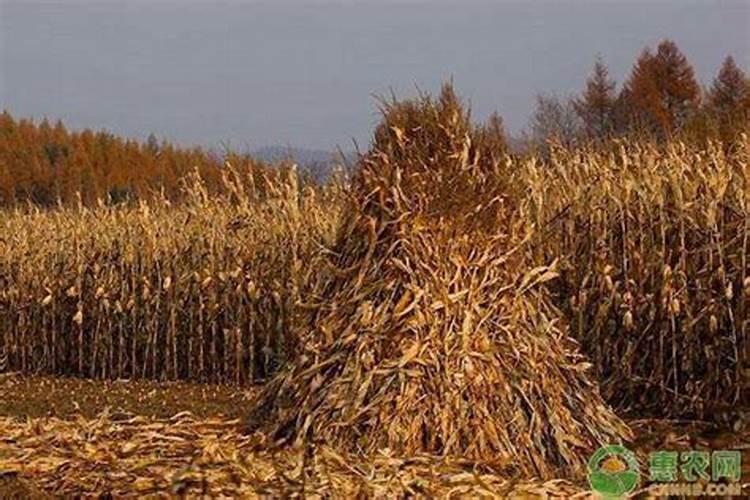 少量玉米秸秆怎样沤制成蔬菜用的农家肥