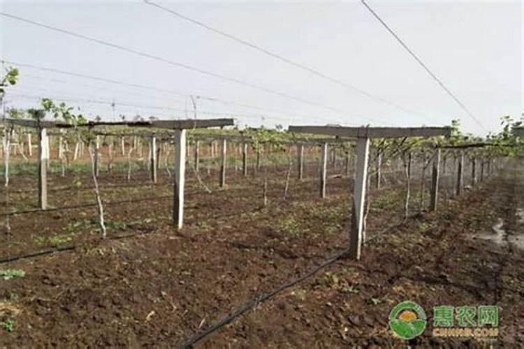 ？荠种植亩用种子多少公斤