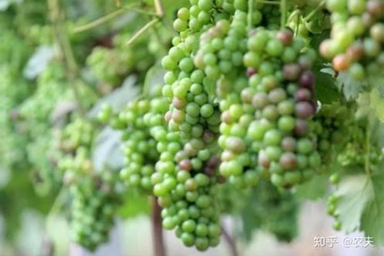葡萄坐果后施用什么肥料好？