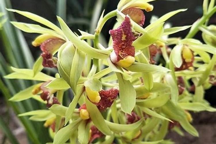 种植土豆想增产,关于施肥的要领都有哪些？