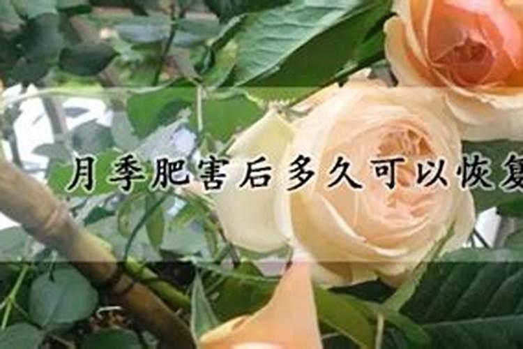 有机肥可以直接种花吗