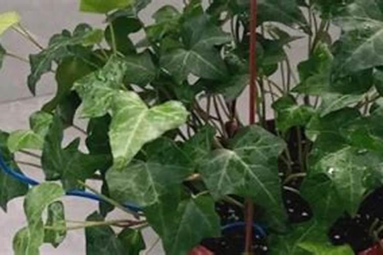 常春藤叶子发蔫咋补救,叶子发蔫的四种原因及解决方法