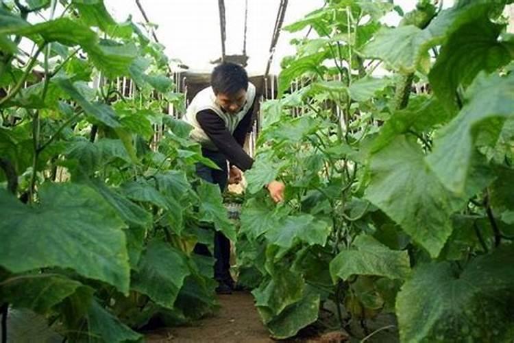 黄瓜什么时候用高钾肥料 怎么施肥提高产量