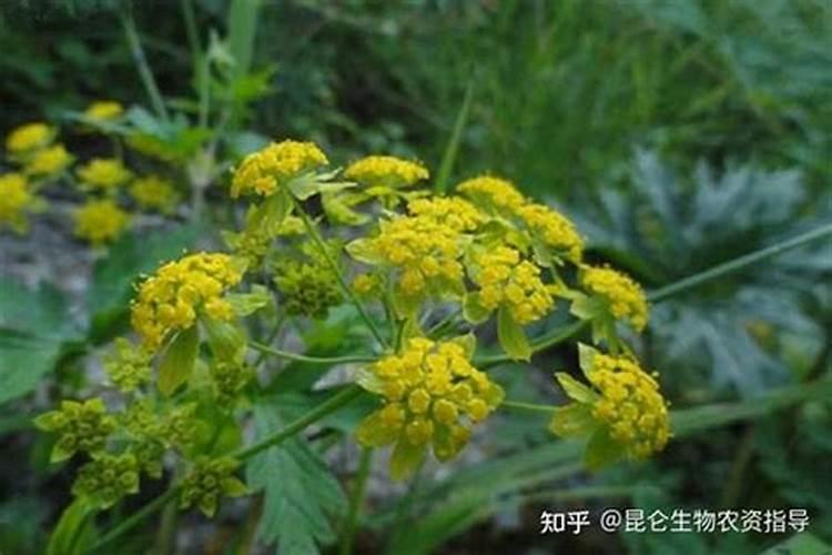 柴胡用什么化肥壮根