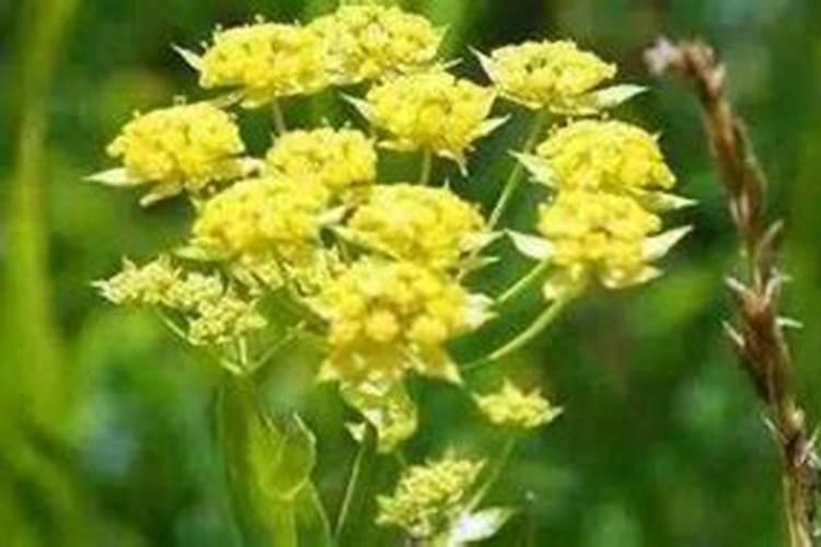 柴胡用什么肥料能壮根