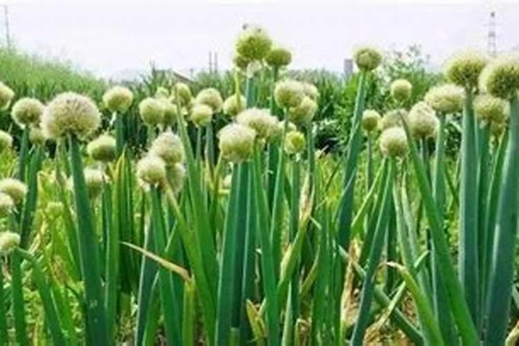 大葱后期施什么肥料好 注意事项有哪些